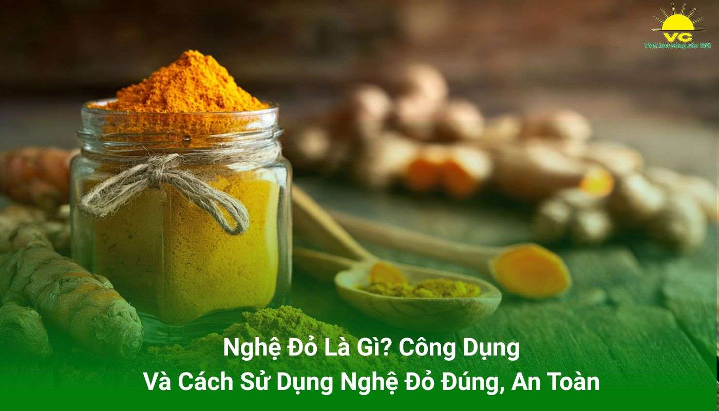 nghệ đỏ Vũ Công