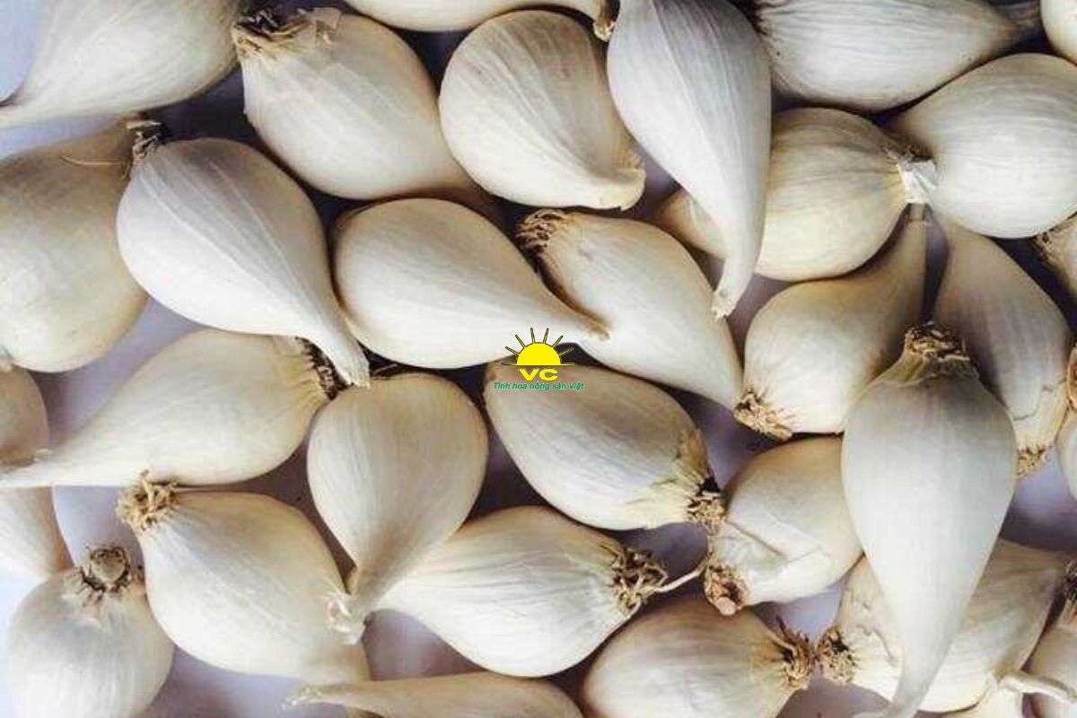 Tỏi Lý Sơn là gì? Vì sao được xem là “vàng trắng” của Việt Nam?