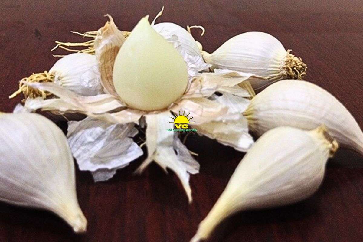 Tỏi Lý Sơn là gì? Vì sao được xem là “vàng trắng” của Việt Nam?