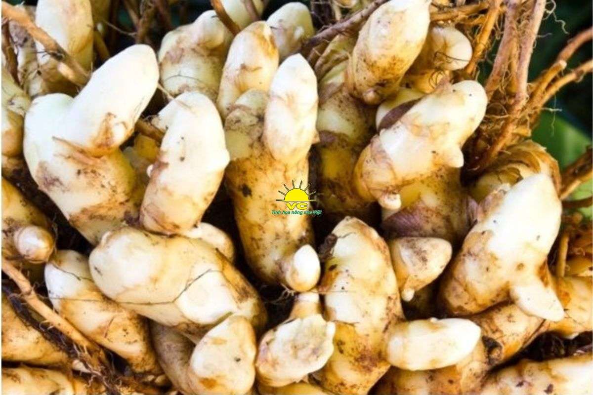 Vì Sao Nghệ Trắng Là Nguyên Liệu Lý Tưởng Để Sấy Lát?