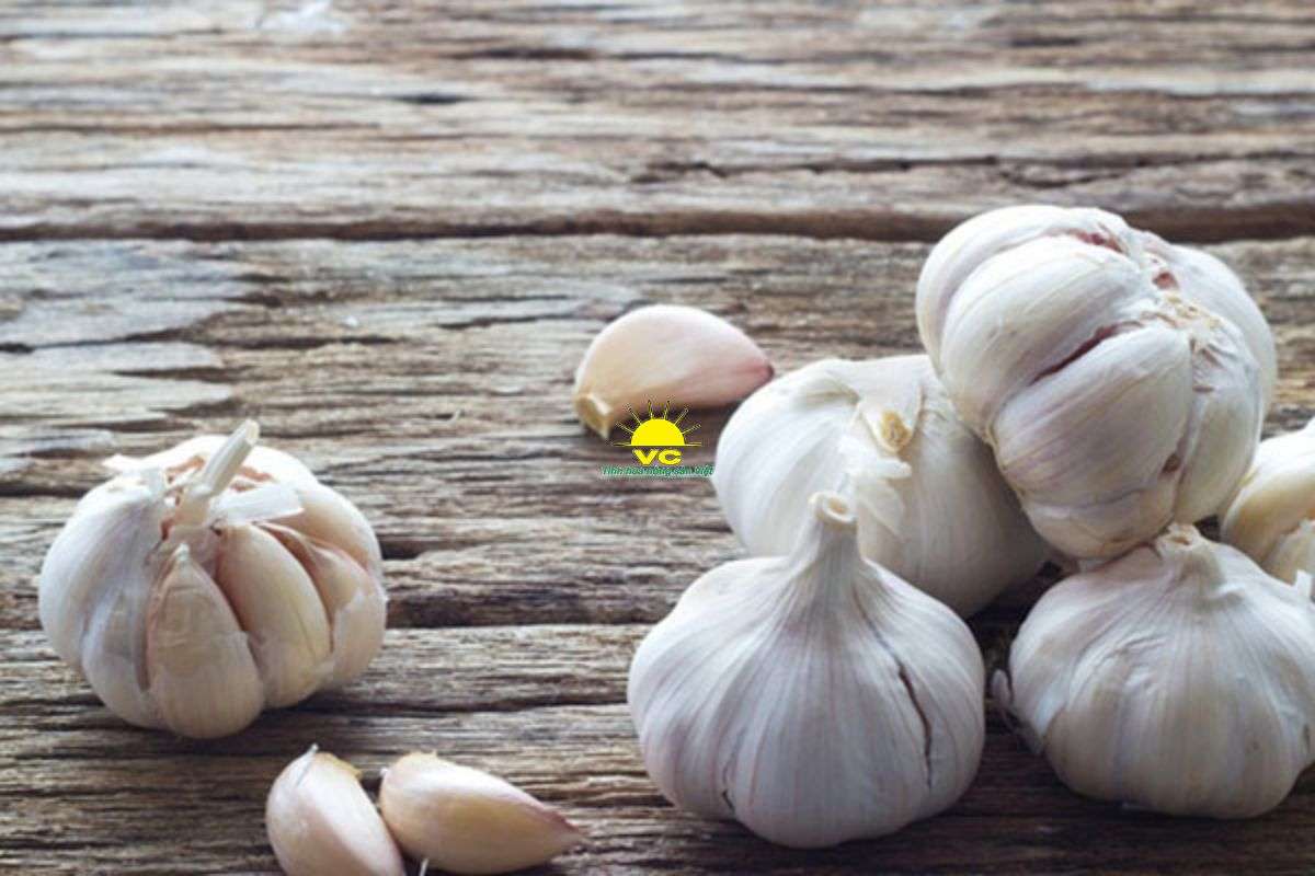 Tỏi Hải Dương là gì? Vì sao được nhiều người tìm kiếm?