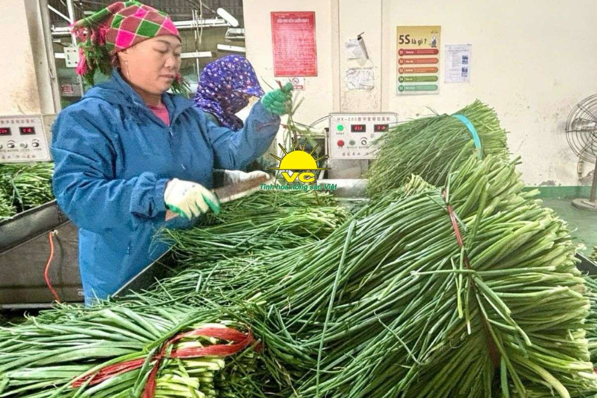 Nhà Máy Vũ Công – Vai Trò Những Người Nông Dân Thầm Lặng