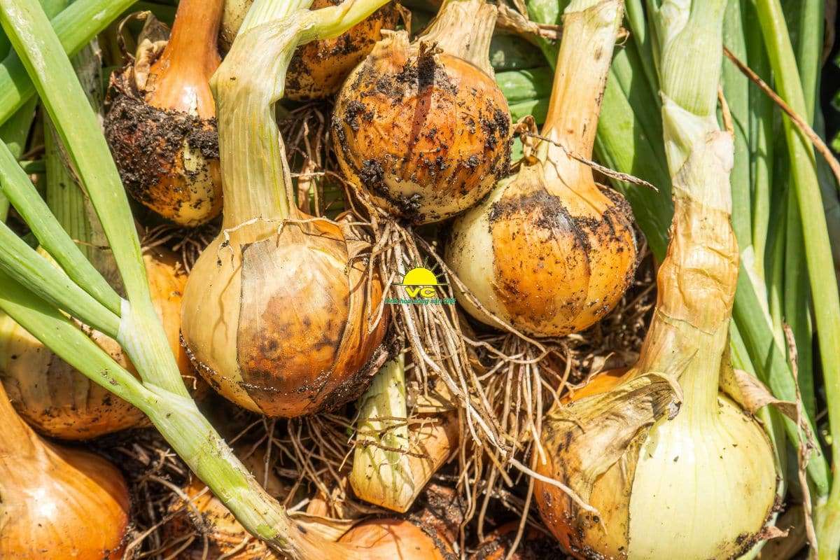 Chọn Đúng Nguồn Nông Sản Giá Sỉ – Chìa Khóa Thành Công Bền Vững