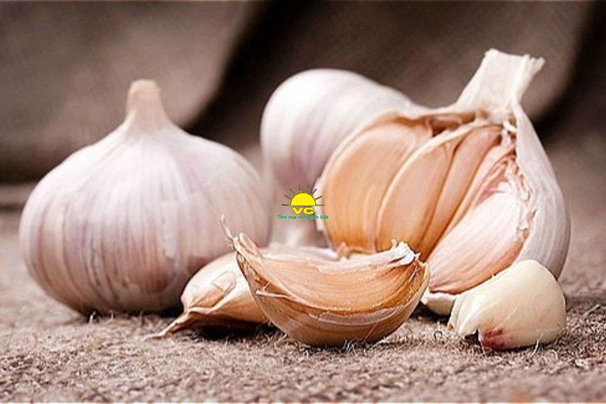 Tỏi tía là gì? Vì sao là loại tỏi “đặc biệt” tại Việt Nam?