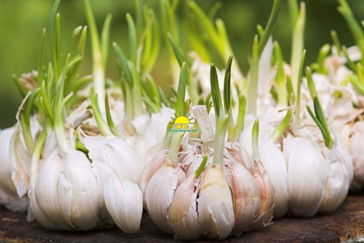 Tỏi mọc mầm có ăn được không? Phân biệt tỏi mọc mầm và tỏi bị mốc