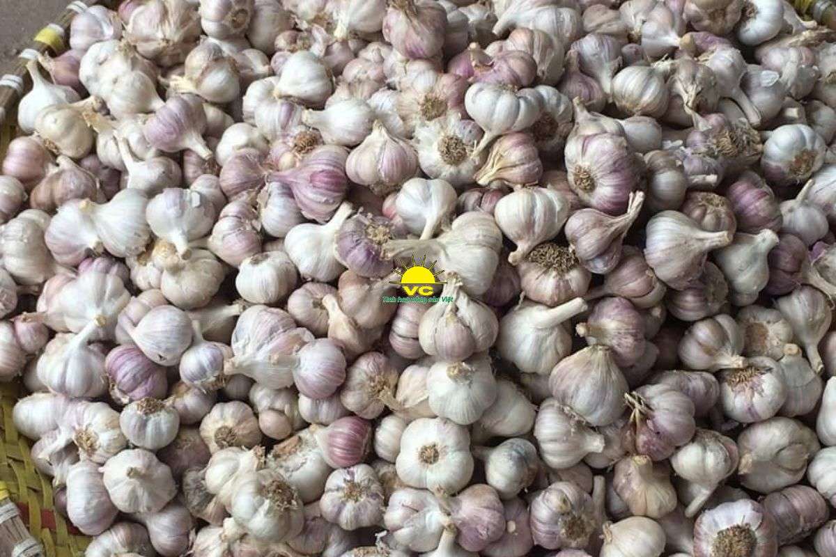 Tỏi Hải Dương là gì? Vì sao được nhiều người tìm kiếm?