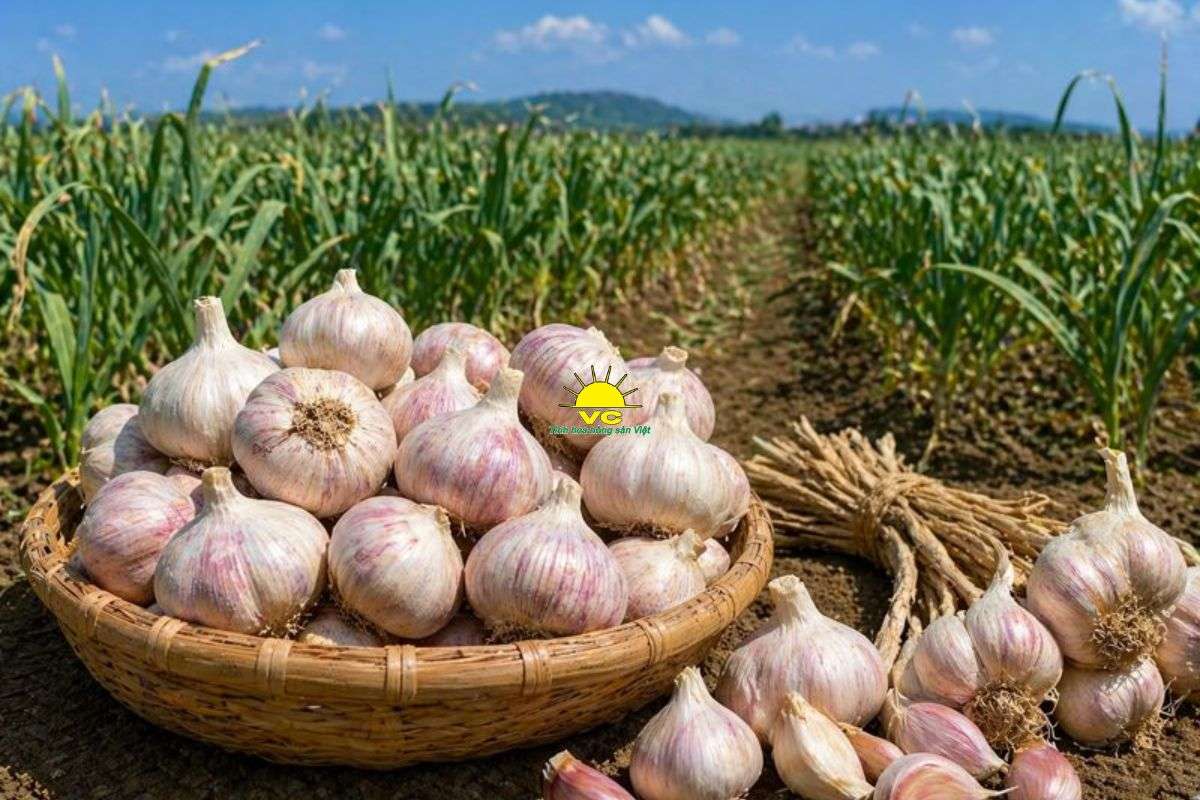 Tỏi Lý Sơn là gì? Vì sao được xem là “vàng trắng” của Việt Nam?