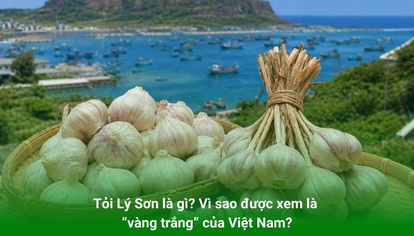 Tỏi Lý Sơn là gì? Vì sao được xem là “vàng trắng” của Việt Nam?