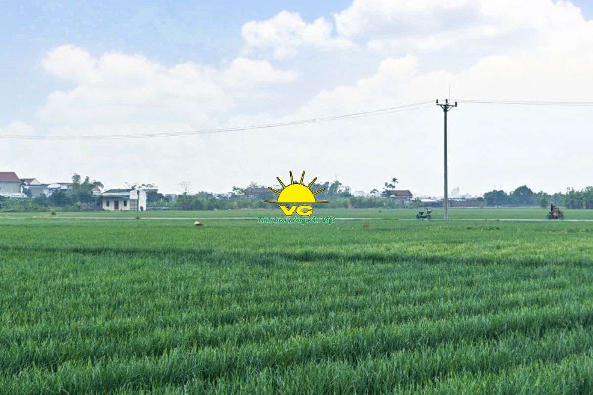 Nhà Máy Vũ Công – Vai Trò Những Người Nông Dân Thầm Lặng