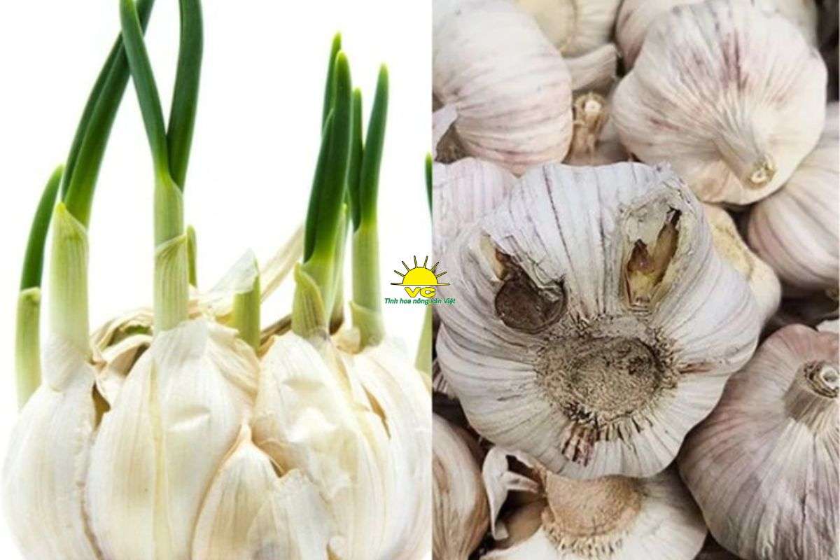 Tỏi mọc mầm có ăn được không? Phân biệt tỏi mọc mầm và tỏi bị mốc