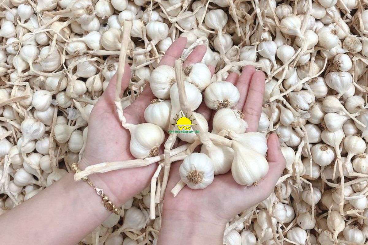 Tỏi Lý Sơn là gì? Vì sao được xem là “vàng trắng” của Việt Nam?