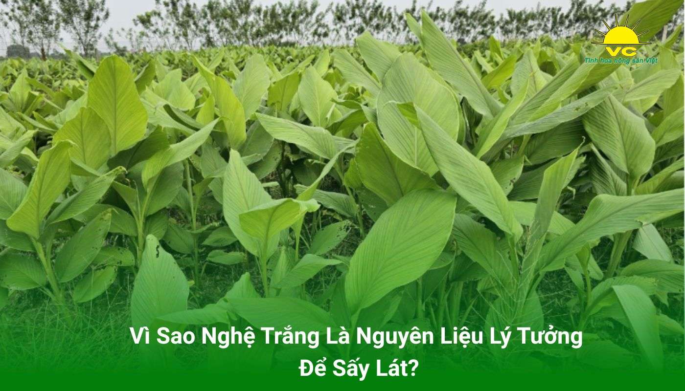 Vì Sao Nghệ Trắng Là Nguyên Liệu Lý Tưởng Để Sấy Lát