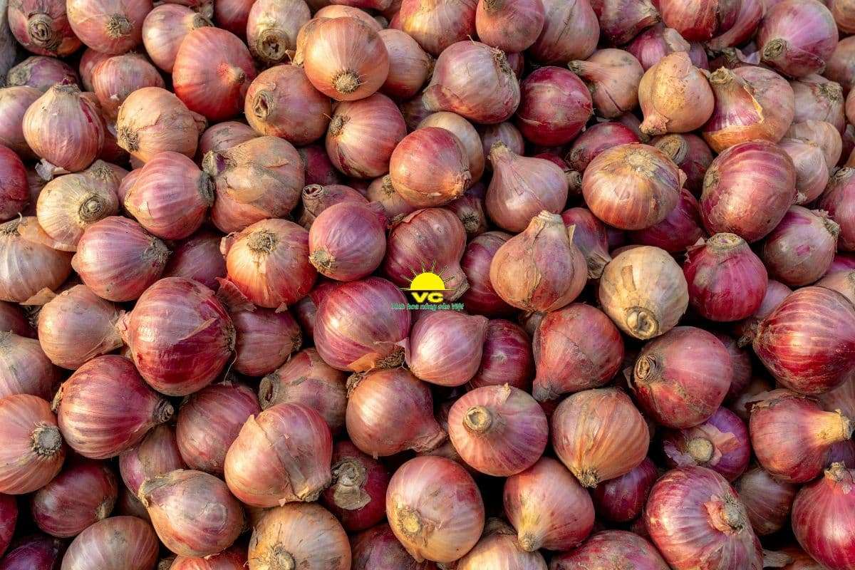 Chọn Đúng Nguồn Nông Sản Giá Sỉ – Chìa Khóa Thành Công Bền Vững