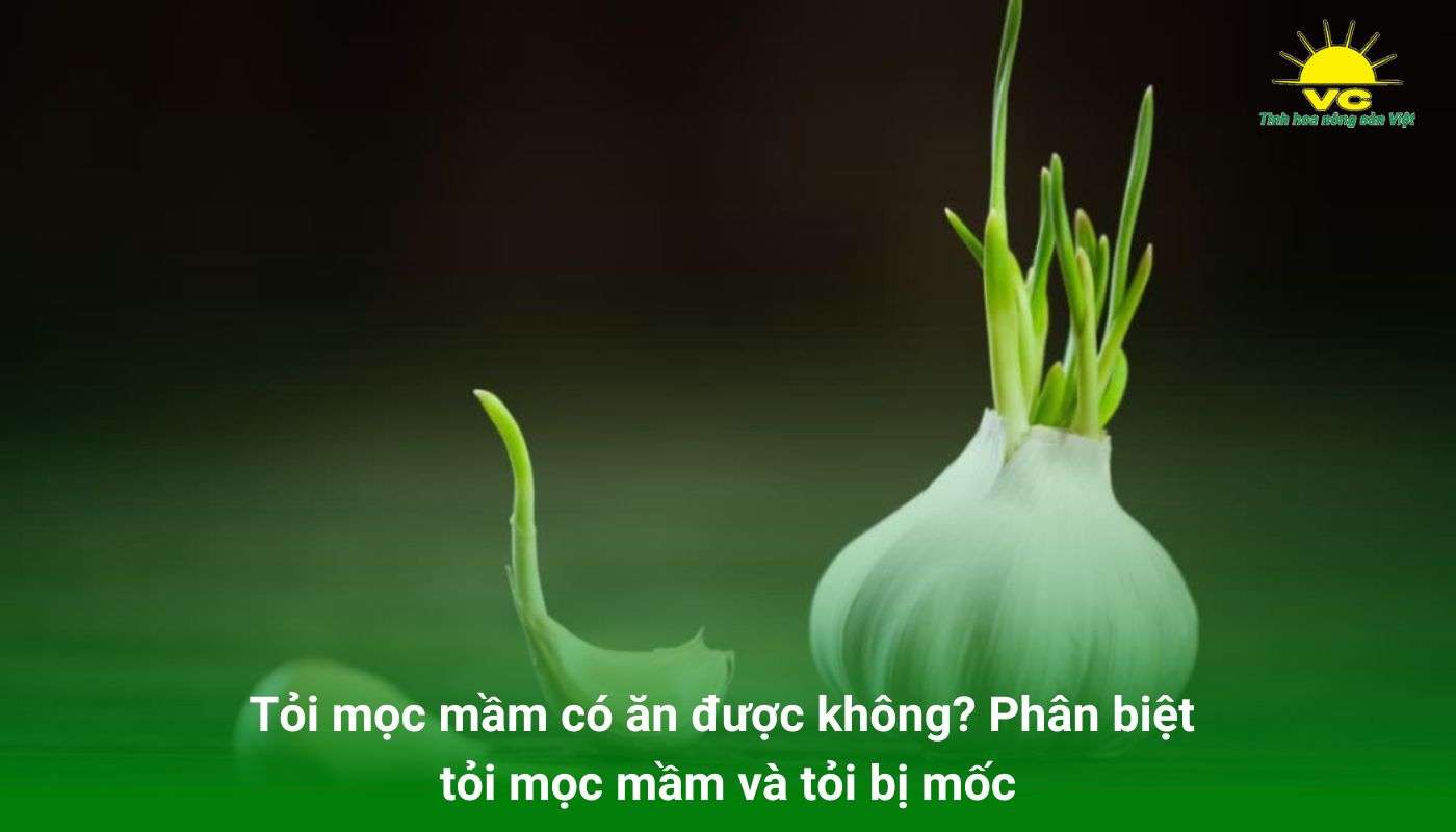 Tỏi mọc mầm có ăn được không? Phân biệt tỏi mọc mầm và tỏi bị mốc