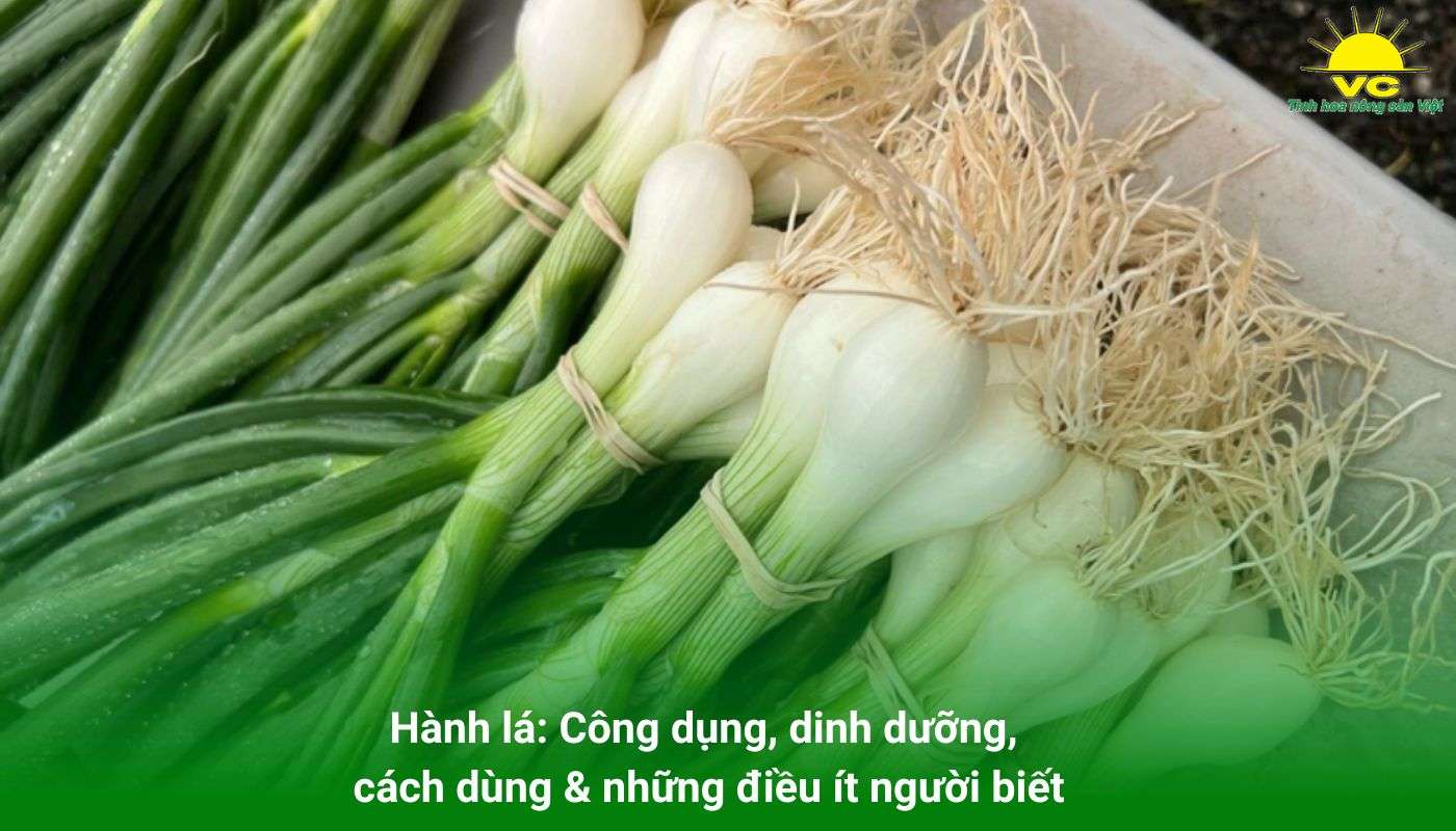 Hành lá: Công dụng, dinh dưỡng, cách dùng & những điều ít người biết