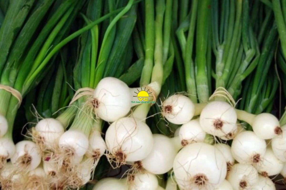 Hành lá: Công dụng, dinh dưỡng, cách dùng & những điều ít người biết