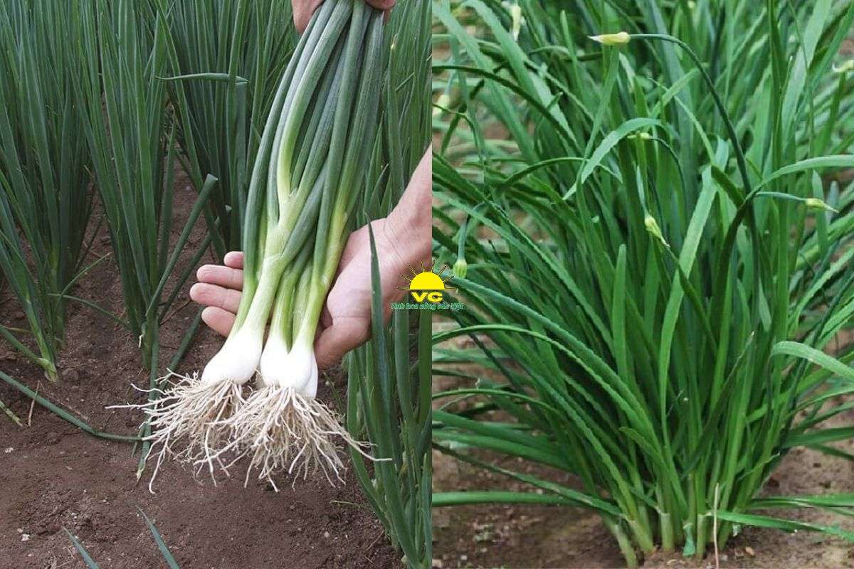 Hành lá: Công dụng, dinh dưỡng, cách dùng & những điều ít người biết