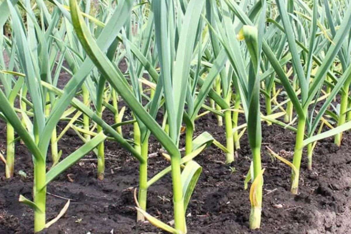 Vu Cong Factory– Leading Dried Garlic Supplier & Exporter in Vietnam