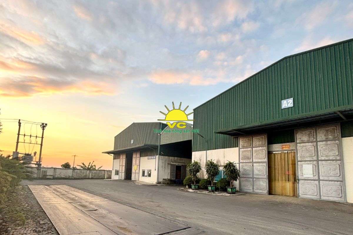 Vu Cong Factory – Trusted Dried Vegetable Supplier in Vietnam with Stable Supply & Premium Quality