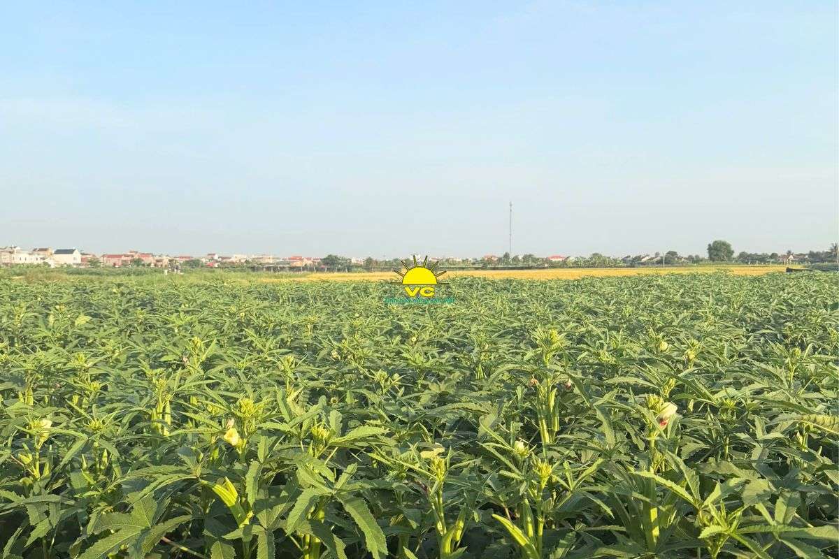 Vu Cong Company – A Trusted Vietnam Agricultural Products Supplier