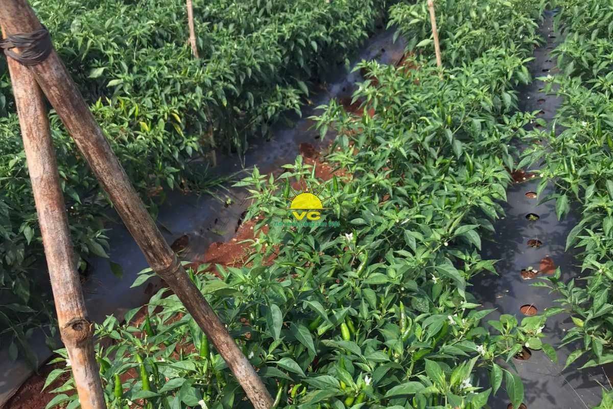 Công ty Vũ Công theo đuổi chiến lược nâng tầm nông sản Việt từ nội lực thị trường trong nước