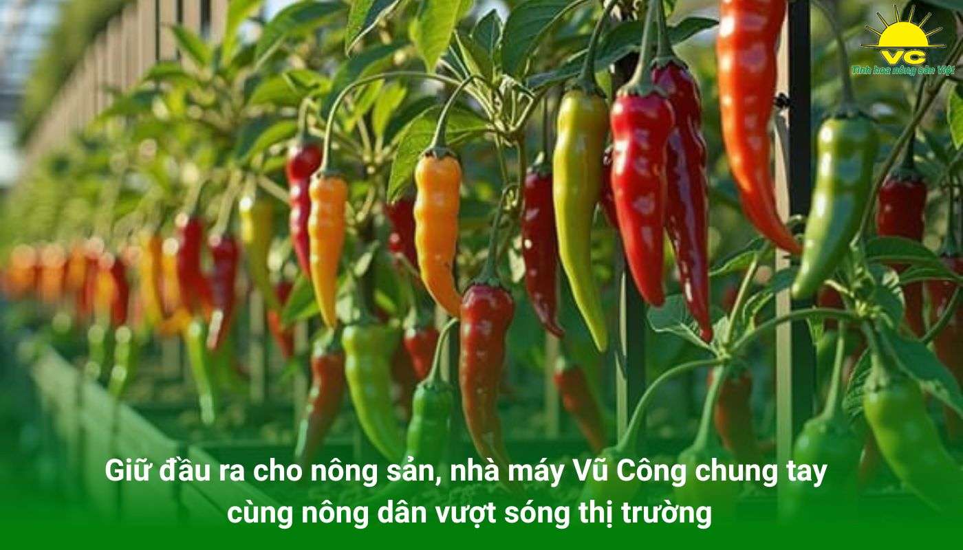 Giữ đầu ra cho nông sản, nhà máy Vũ Công chung tay cùng nông dân vượt sóng thị trường