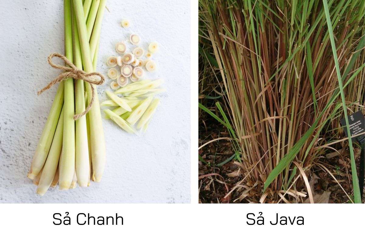 Sả Chanh Và Sả Java Có Giống Nhau Không? Cách Nhận Biết & Ứng Dụng Đúng