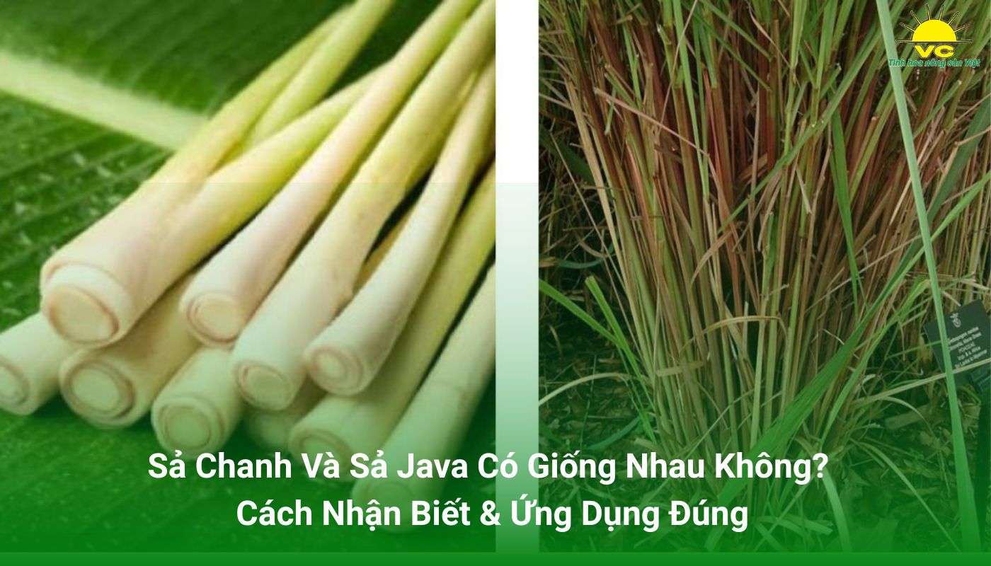 Sả chanh và sả Java