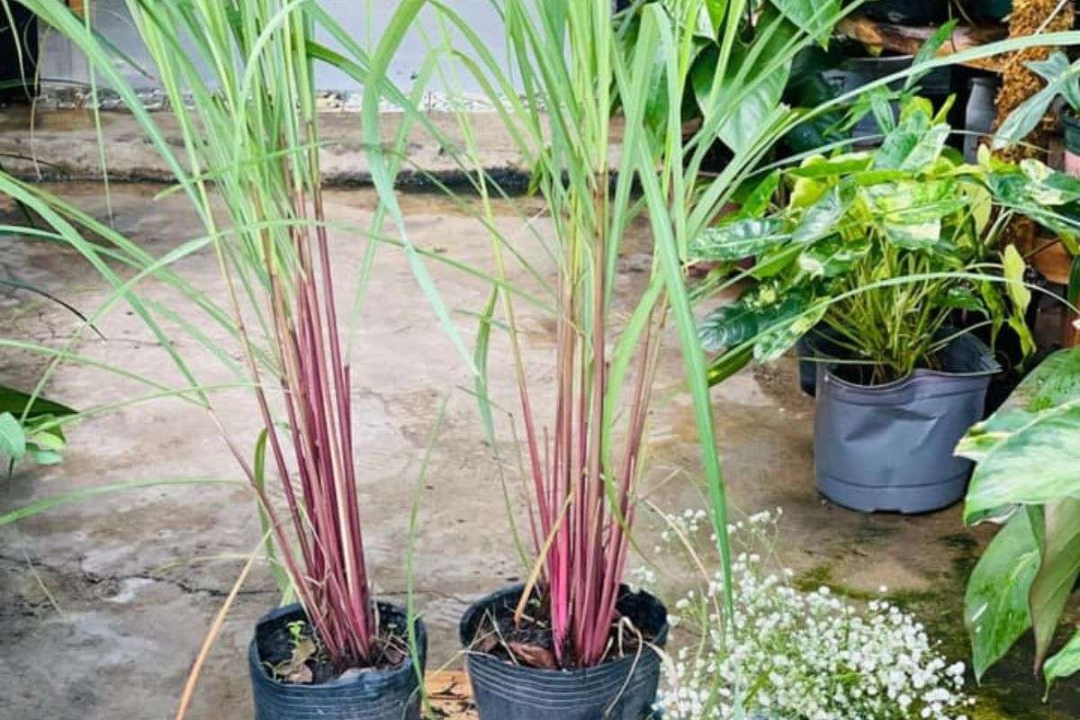 Sả Chanh Và Sả Java Có Giống Nhau Không? Cách Nhận Biết & Ứng Dụng Đúng