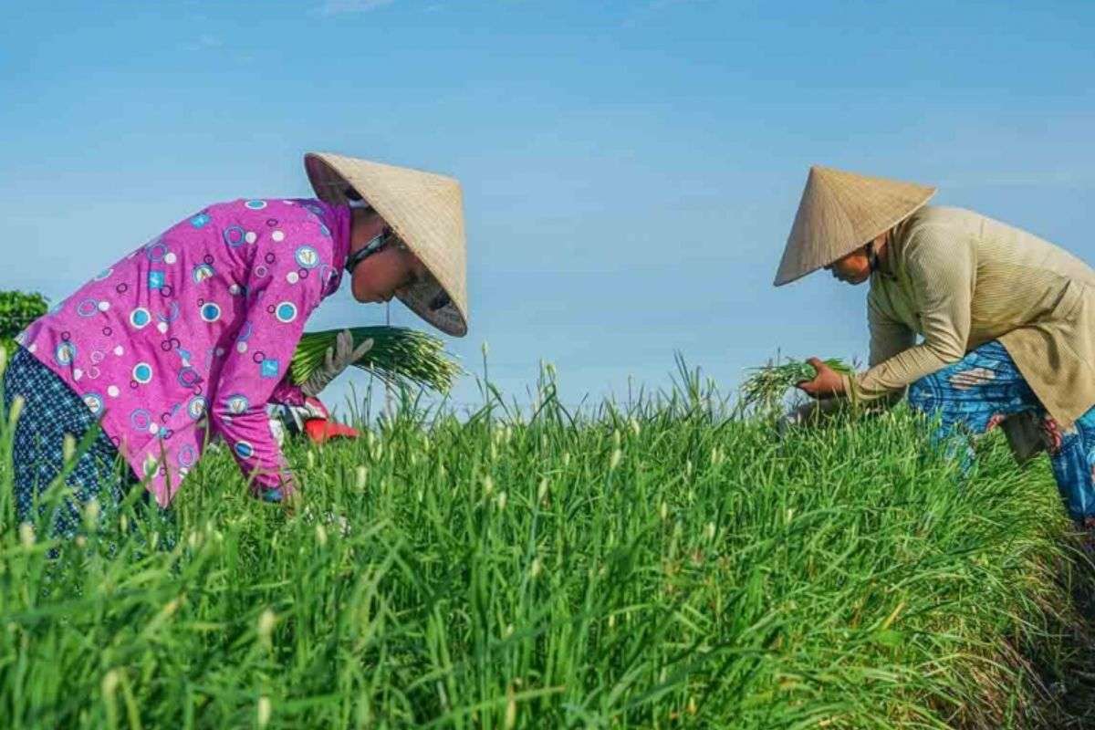 Công ty Vũ Công phát triển vùng nguyên liệu bền vững cho chuỗi nông nghiệp Việt hiện đại