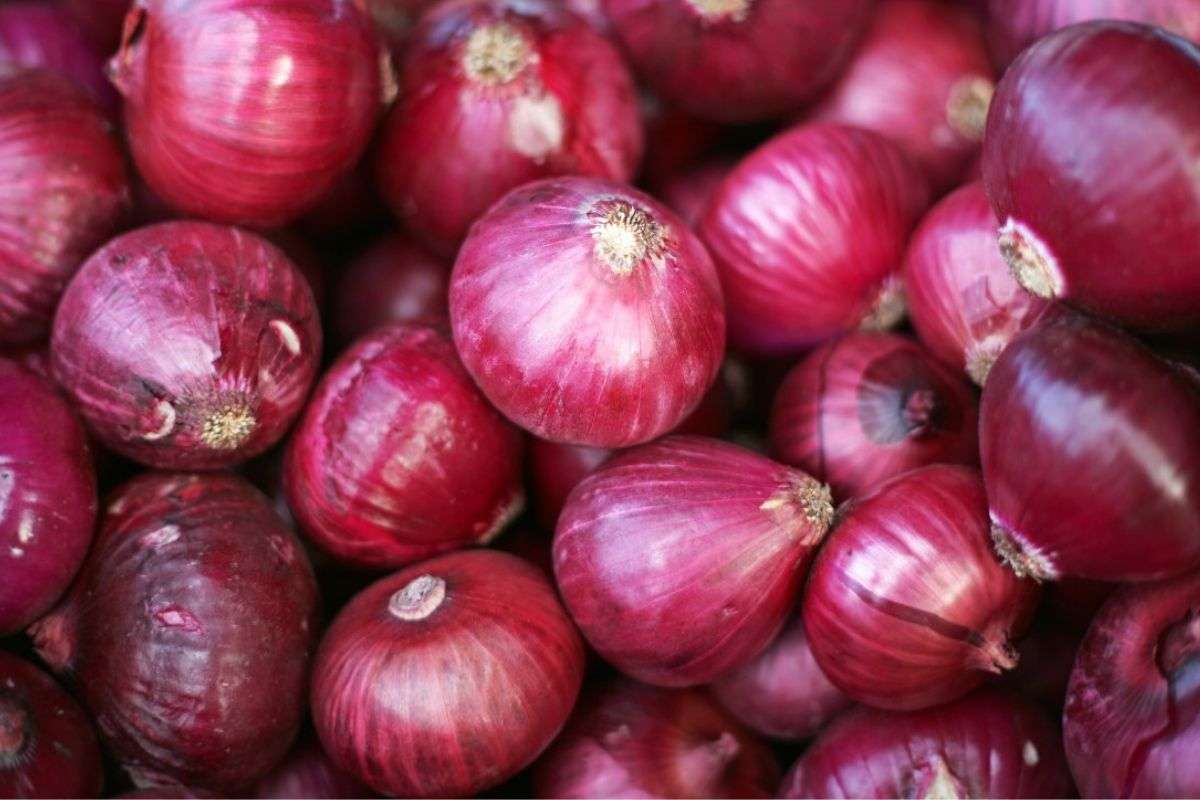 QUY TRÌNH TRỒNG HÀNH LÁ BẰNG CỦ ĐÚNG & CHUẨN