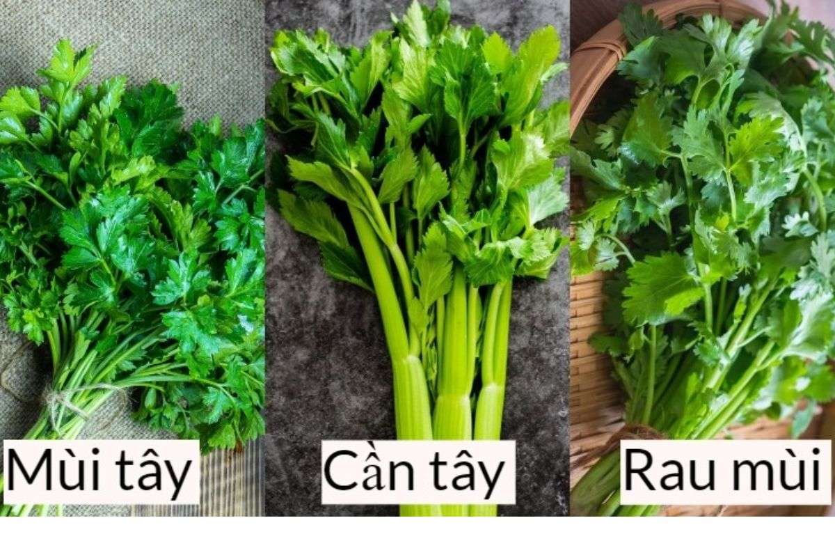 Rau mùi tây (Parsley) là gì? Công dụng, cách dùng và phân biệt với ngò rí, cần tây