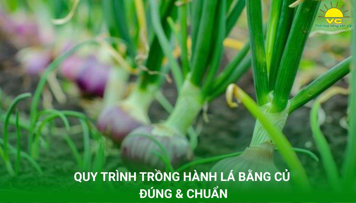 QUY TRÌNH TRỒNG HÀNH LÁ BẰNG CỦ ĐÚNG & CHUẨN