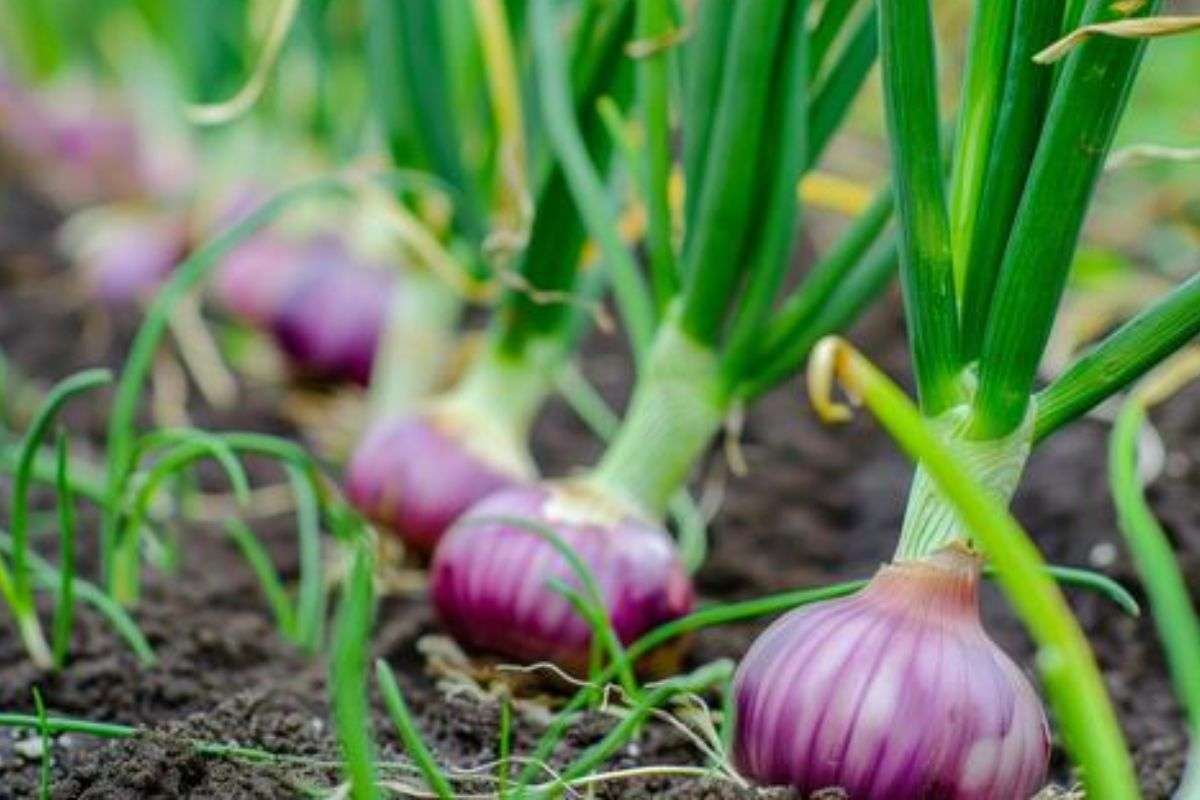 QUY TRÌNH TRỒNG HÀNH LÁ BẰNG CỦ ĐÚNG & CHUẨN