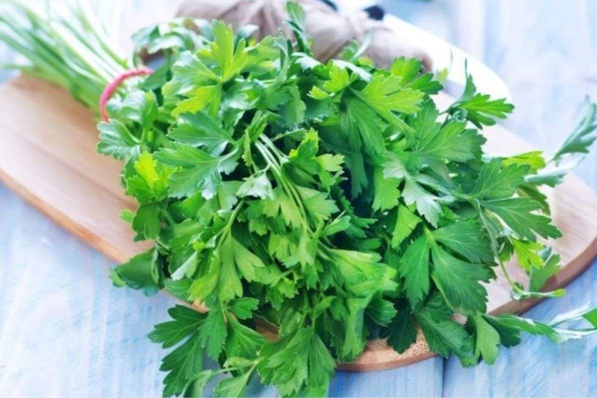 Rau mùi tây (Parsley) là gì? Công dụng, cách dùng và phân biệt với ngò rí, cần tây