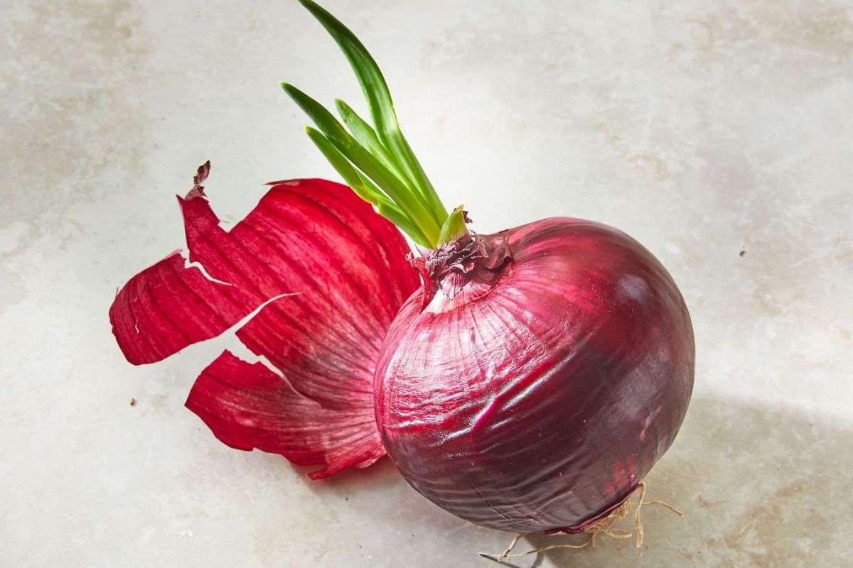 QUY TRÌNH TRỒNG HÀNH LÁ BẰNG CỦ ĐÚNG & CHUẨN