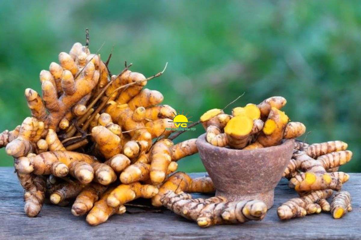 Uống nghệ tươi có tốt không? Lợi ích, cách dùng đúng và những ai không nên uống
