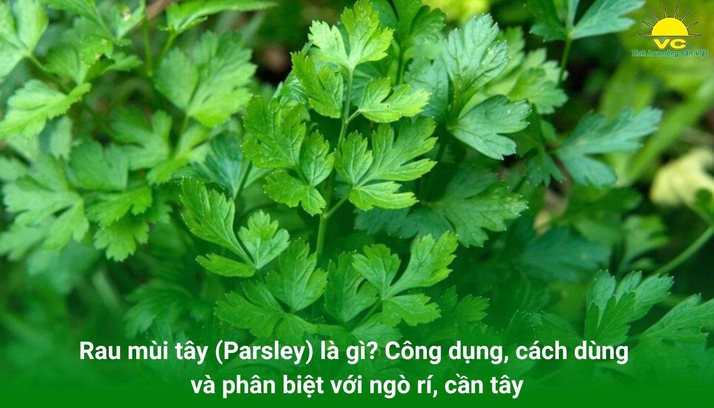 Rau mùi tây (Parsley) là gì? Công dụng, cách dùng và phân biệt với ngò rí, cần tây