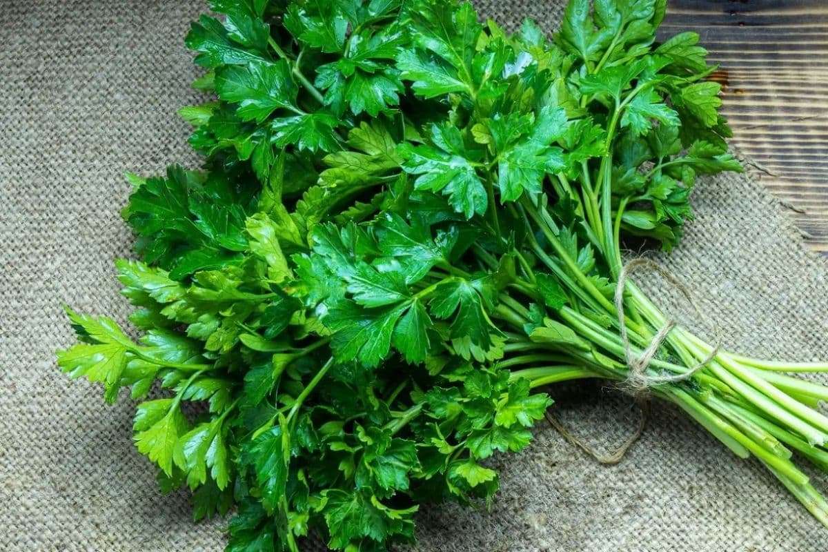 Rau mùi tây có phải là rau cần tây không? 