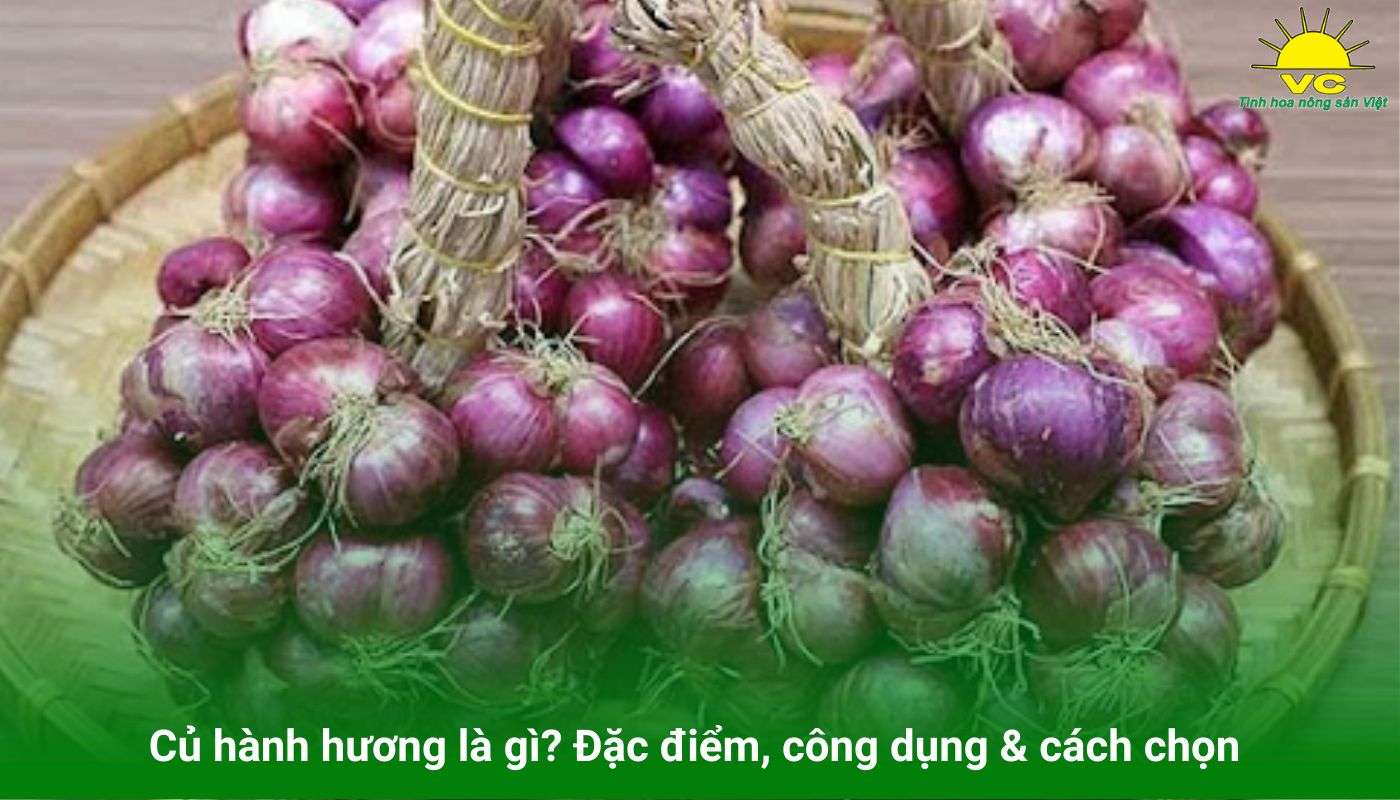 Củ hành hương là gì? Đặc điểm, công dụng & cách chọn