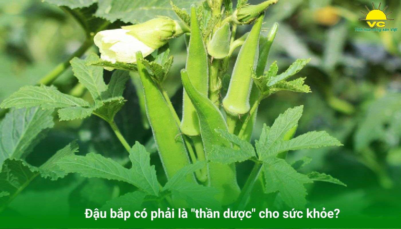 Đậu bắp có phải là "thần dược" cho sức khỏe?