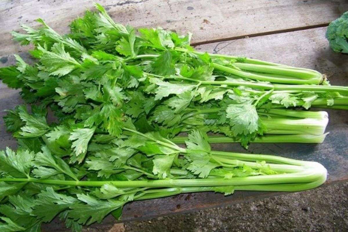Rau mùi tây có phải là rau cần tây không? 