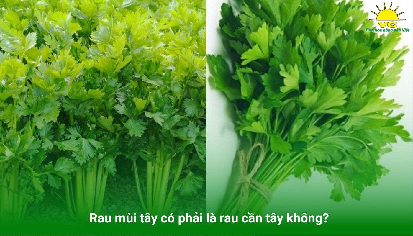 Rau mùi tây có phải là rau cần tây không?