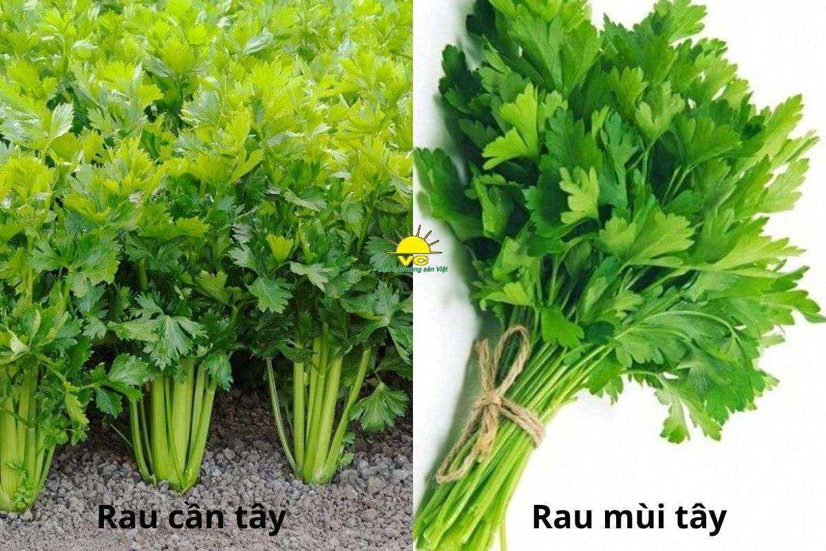 Rau mùi tây có phải là rau cần tây không? 