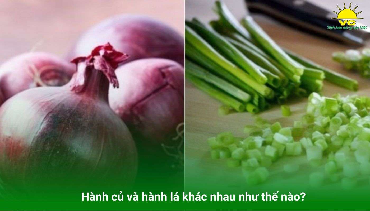 Hành củ và hành lá khác nhau như thế nào?