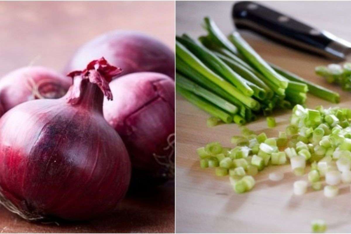 Hành củ và hành lá khác nhau như thế nào?