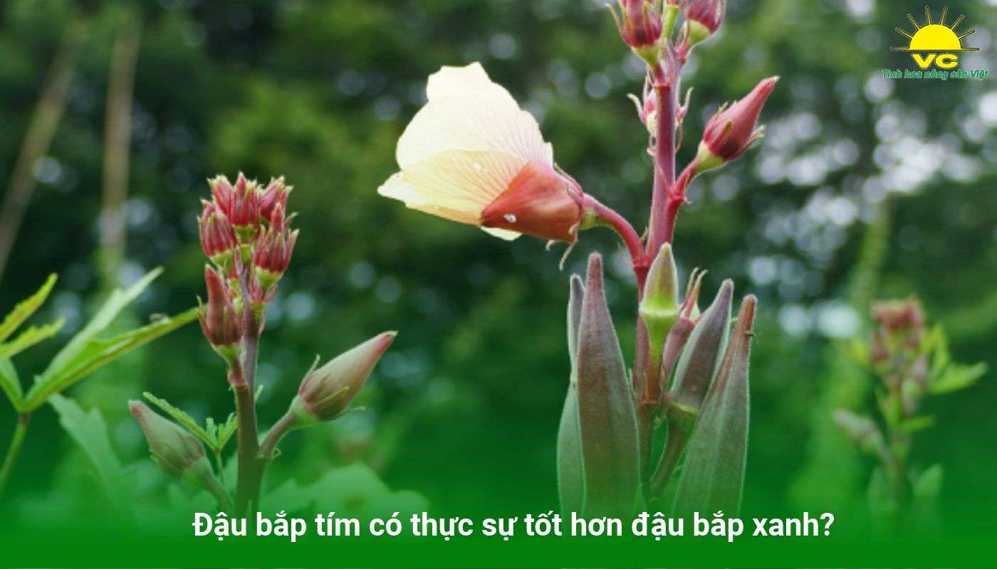 Đậu bắp tím có thực sự tốt hơn đậu bắp xanh?